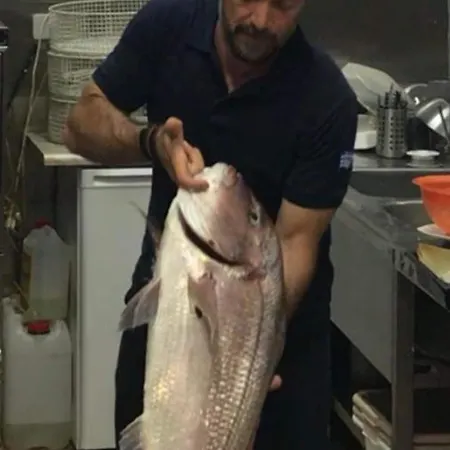 Poseidon * Agia Efimia
